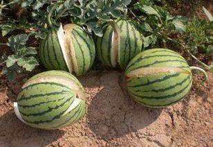 东北网红吃瓜事件,揭秘网络舆论背后的真相与争议