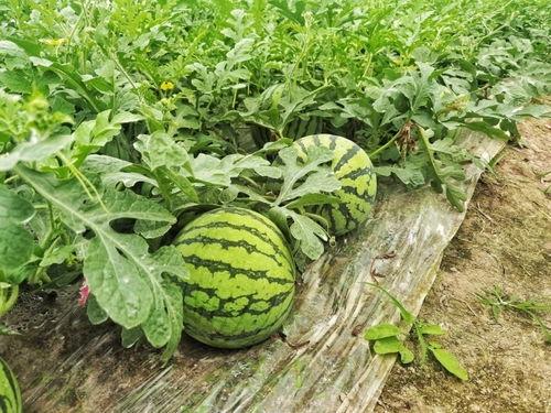 51吃瓜网免费吃瓜,免费吃瓜，畅享娱乐盛宴！