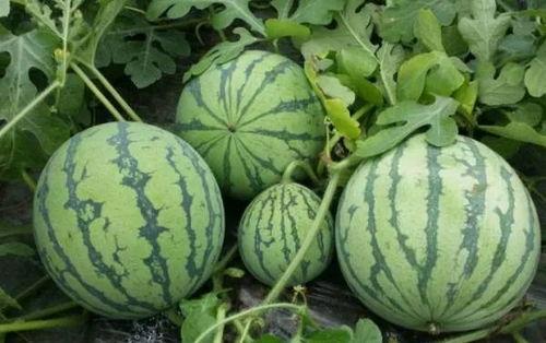 人人网吃瓜朝阳黑料,人人网吃瓜朝阳黑料背后的真相