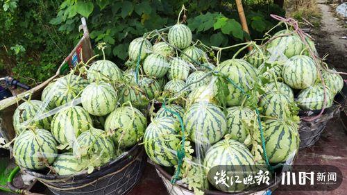 东北网红吃瓜是谁啊图片