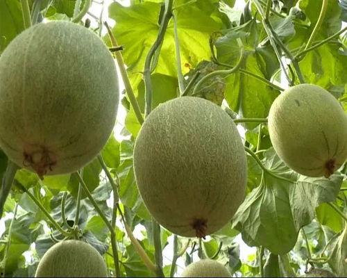 高质量吃瓜网,高质量吃瓜网带你领略幕后真相