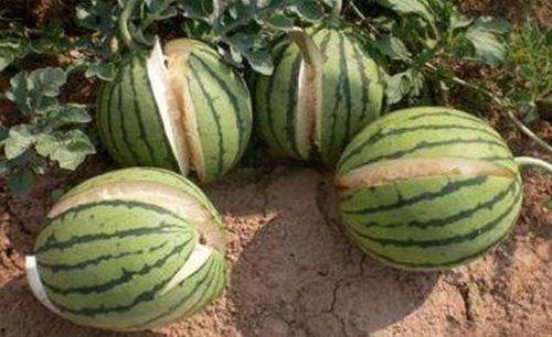 运城网红吃瓜事件真相,真相背后的网络狂欢与反思