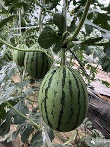 网红吃瓜现象是什么,揭秘网络舆论场中的“瓜田”风云