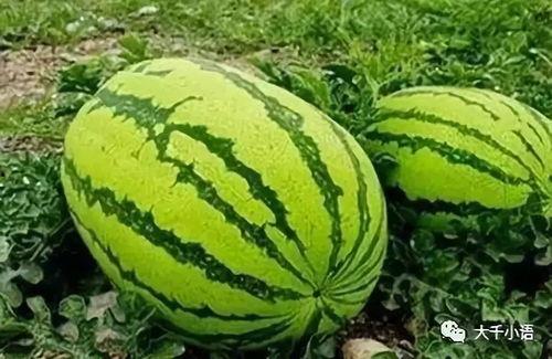 吃瓜官网地址在哪,一站式娱乐资讯平台深度解析