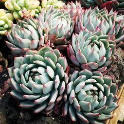 多肉大白兔今日吃瓜网,揭秘今日吃瓜网热门话题背后的真相