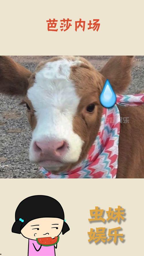 抖音吃瓜八卦网,揭秘网红幕后故事