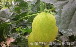 吃瓜网成安,揭秘网络红人的崛起之路