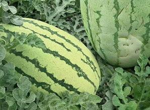 康县网红怎么吃瓜,康县网红教你如何品尝地道瓜果美味