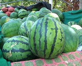 康县网红怎么吃瓜,康县网红教你如何品尝地道瓜果美味