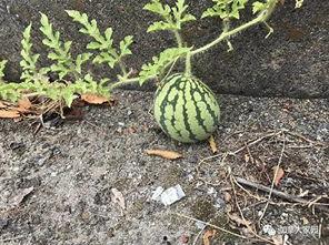 所有吃瓜网红是谁啊图片,全网热议的“吃瓜网红”阵容大起底