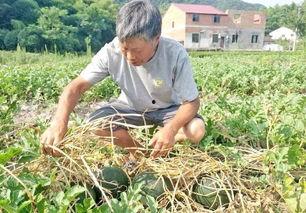 农村女网红吃瓜视频大全