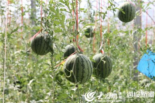 临沧网红吃瓜事件视频,一场网络狂欢背后的真相揭秘