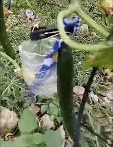 临沧网红吃瓜事件视频,一场网络狂欢背后的真相揭秘