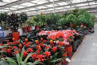 唐山花店吃瓜网红是谁啊,她是如何一夜爆红的？