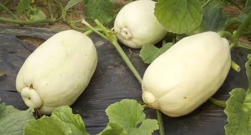 抖音网红小焦吃瓜,揭秘抖音网红幕后故事