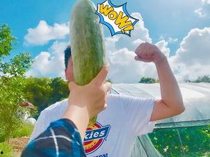 动感吃瓜网红,揭秘网络红人的魅力与影响力