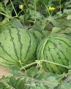 民大某网红吃瓜事件,揭秘校园热点背后的真相