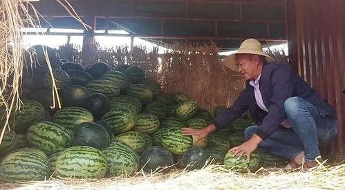 昆明吃瓜网,揭秘昆明美食圈那些事儿