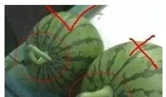 吃瓜网是干嘛的