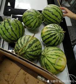 学校吃瓜网,揭秘吃瓜网背后的校园热点