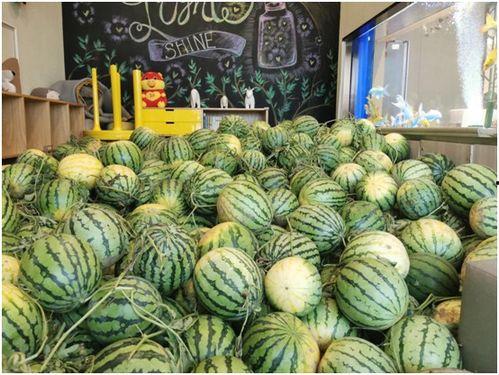 吃瓜日网,网络热议背后的真相与趣味