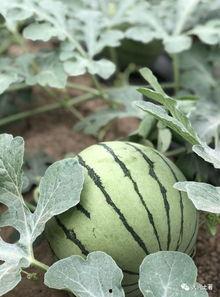 网红吃瓜网站夸克,揭秘娱乐圈幕后真相，带你领略网络红人生态