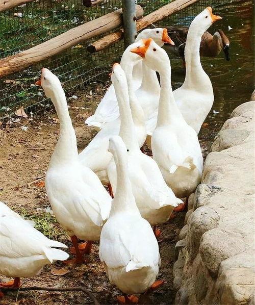 鹅鹅女网红吃瓜,揭秘娱乐圈幕后真相