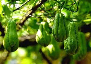 网红吃佛手瓜视频大全,佛手瓜美食盛宴，视频大全带你领略美味瞬间