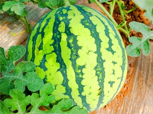 吃瓜网155.fen,带你走进神秘数字背后的故事