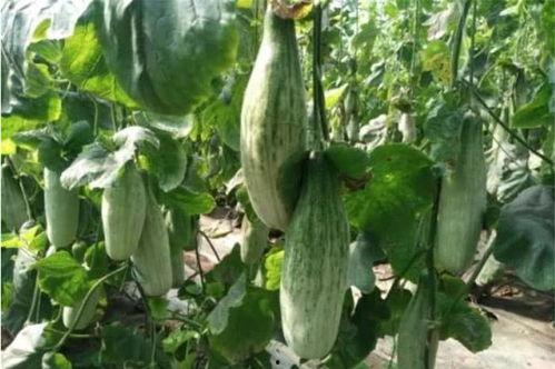 网红吃瓜爆料718,718事件背后的惊人真相