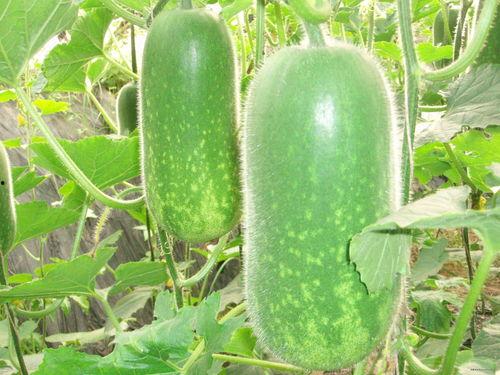 鹿羽吃瓜网官网进入,揭秘娱乐圈最新热点，带你畅游八卦海洋