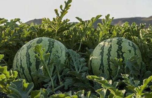 吃瓜云南网红,揭秘当地美食与风土人情