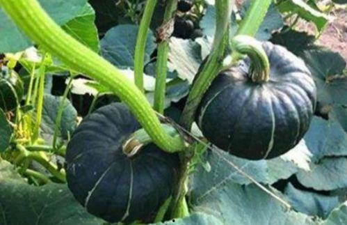 静安网红吃瓜事件真相是真的吗,真相揭秘，还原事件始末