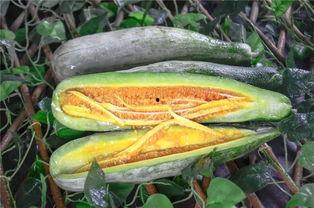 网红吃的软瓜,软瓜的独特魅力与美味诱惑