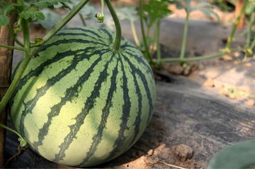 吃网瓜的好坏怎么判断,一网打尽真假美味