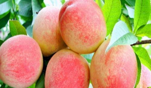 巢湖一中网课蜜桃吃瓜,揭秘校园生活趣味瞬间