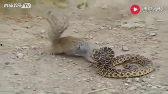 杀手蛇蛇吃瓜网,揭秘吃瓜网背后的神秘力量