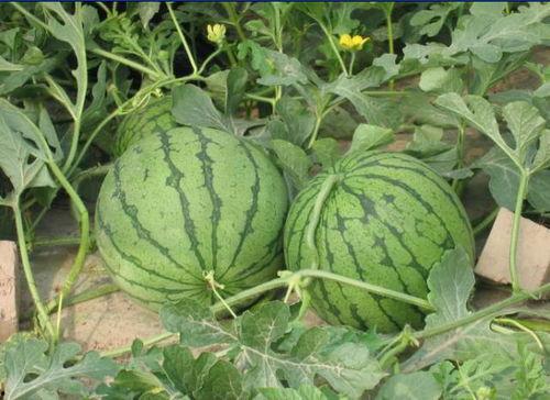 珠海网红吃瓜事件