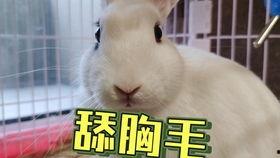 吃瓜网抖音网红雅典娜,吃瓜网上的美食达人