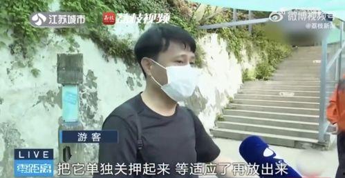 网红吃瓜摸头