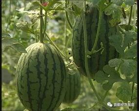 吃瓜网是做什么的平台